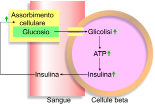 Sintesi e rilascio di insulina
